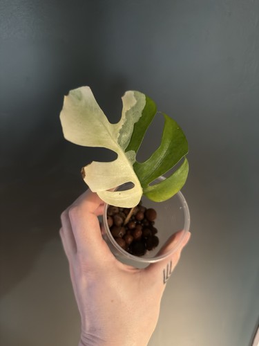 Variegated rhaphidophora