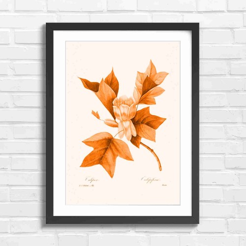 Vintage tulip tree - vintage, botanical