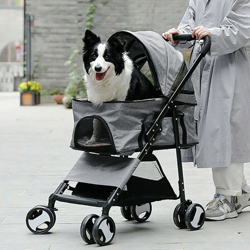 Large pet dog - large, puppy