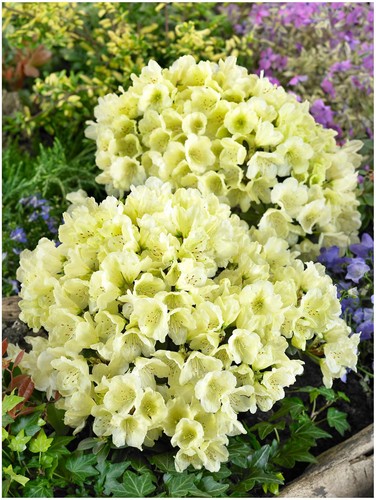 Litre dwarf rhododendron - dwarf,