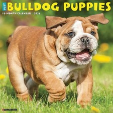 Bulldog Puppies Calendar 2026 - Dogs - Month To View
