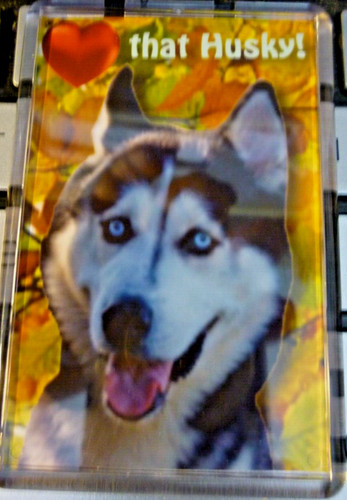 Husky dog gift - dog, fridge