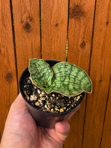 Sansevieria silver blue - sansevieria, ‘silver