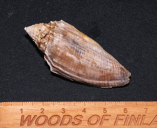 Exceptional large eocene - exceptional,