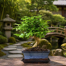 Ligustrum Sinense Bonsai Tree