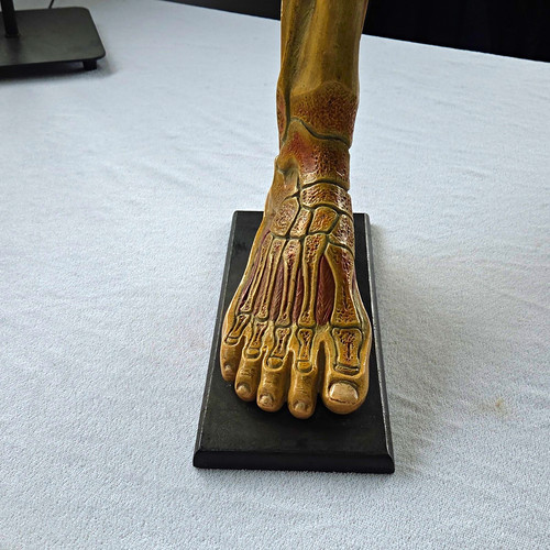 Vintage somso anatomical foot - vintage,