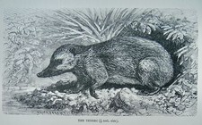 c1893 Antique Print THE TENREC Royal Natural History by Lydekker
