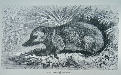 C1893 antique print the - the, tenrec