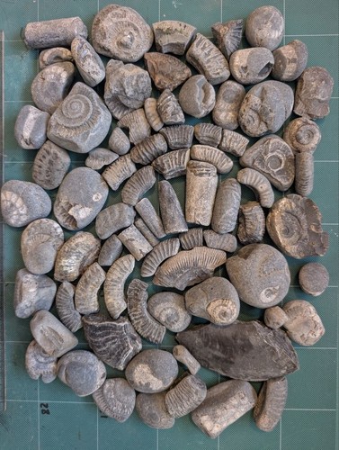 North yorkshire fossil - north,