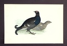 BLACK GROUSE, original antique