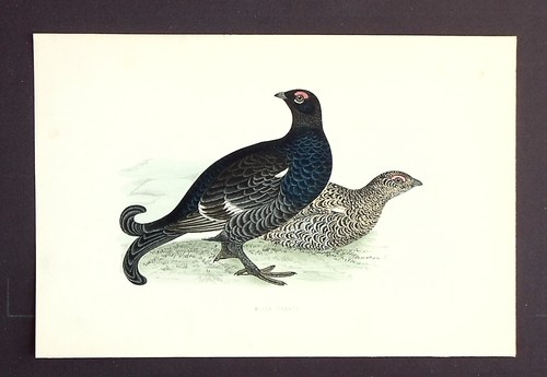 Black grouse original - grouse,,