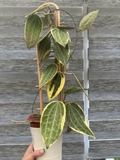 Hoya Macrophylla Albomarginata House Plant