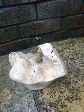 Coral Rock Interesting Large