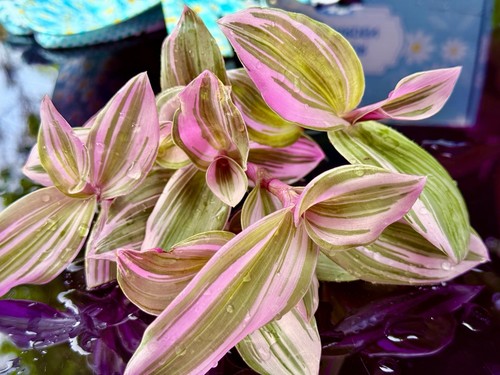 Rare tradescantia - rare,