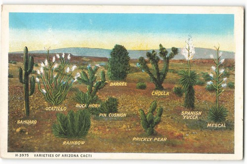 Varieties arizona cacti - varieties,