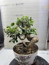  Boxwood Bonsai