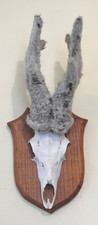 Rare Taxidermy Roe Deer Skull