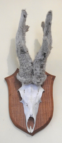 Rare taxidermy roe deer - rare,