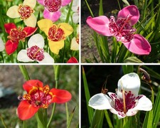 Tigridia pavonia mix - tigridia,