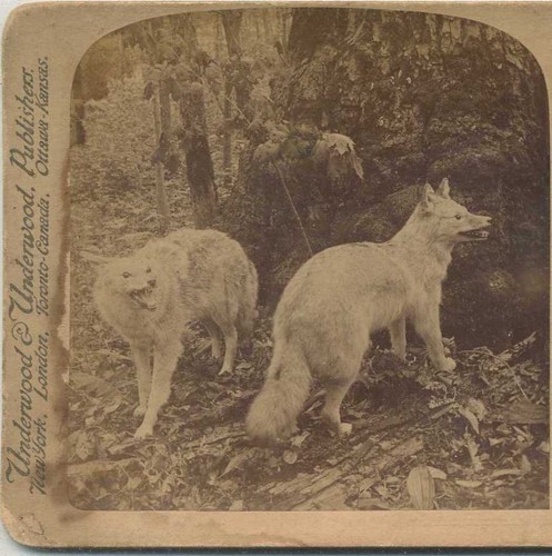 Three canids forest c1890 - forest,,
