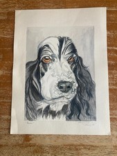 Blue Roan English Cocker