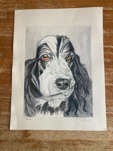 Blue roan english - english, cocker