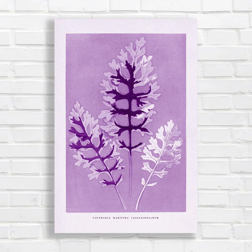 Vintage botanical cineraria - vintage,