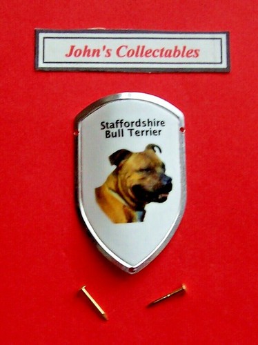 Staffordshire bull terrier - bull,