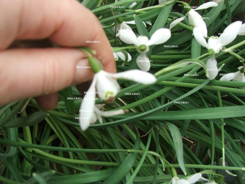 Snowdrop galanthus sir herbert - snowdrop,