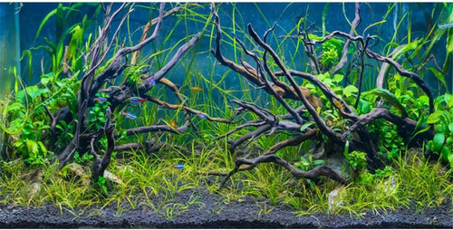 Awert 36x24 inches - inches, tropical