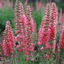 6 Veronica Longifolia Pink Shades Hardy Perennial Plug plants