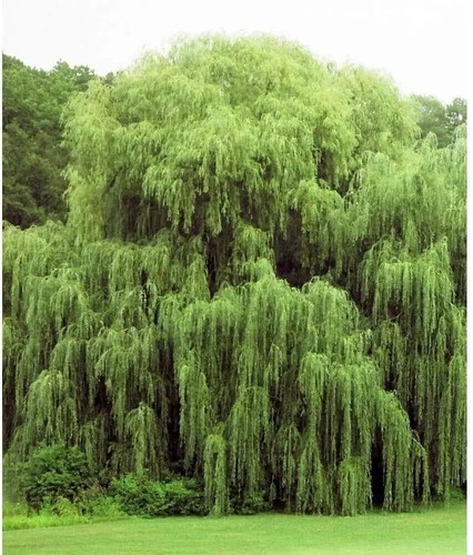 Golden weeping willow - willow, tree