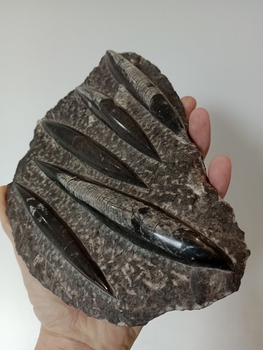 Moroccan orthoceras fossil - moroccan,
