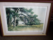 Sparrow hawk  bird of prey framed limited edition print 123/500, David Feather