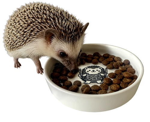 Hedgehog food bowl ceramic - food,
