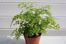 Maidenhair Fern 12cm Pot –