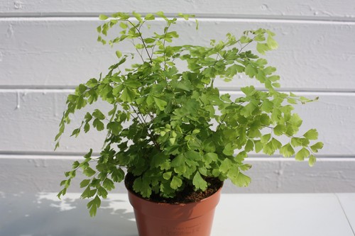Maidenhair fern 12cm pot - maidenhair, –