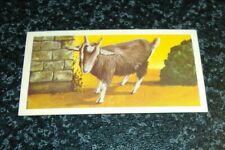 Barratt - Zoo Pets - Choose From Selection