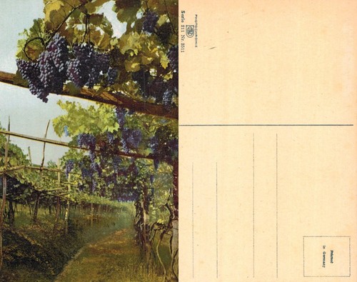 Vintage postcard vineyard - vintage,
