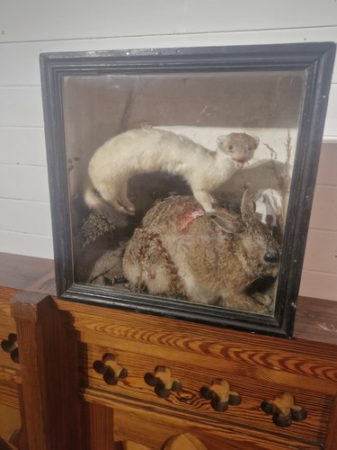 Victorian taxidermy stoat and - taxidermy,