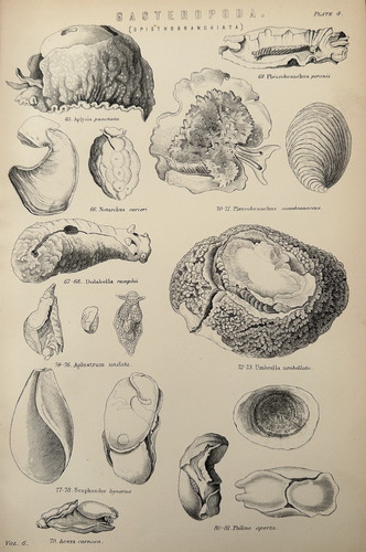 Antique print sea shells - antique,
