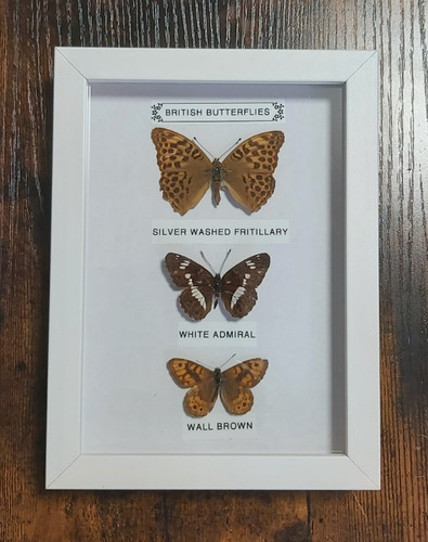 Taxidermy real framed british - taxidermy,
