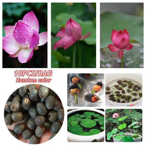 20pcs pond seeds potted - pond,