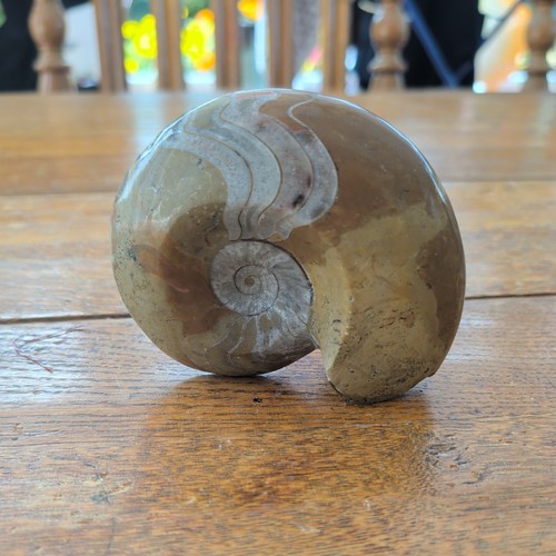 Polished natural ammonite - polished,
