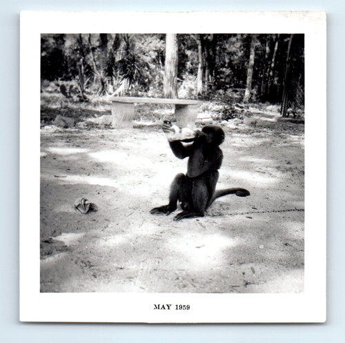 Old vintage square photo - vintage,