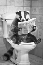 Framed or Print Only Bathroom Toilet Wall Decor Fun Poster Prints A4 / A3 BADGER