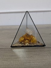 Vintage butterfly display - vintage, in