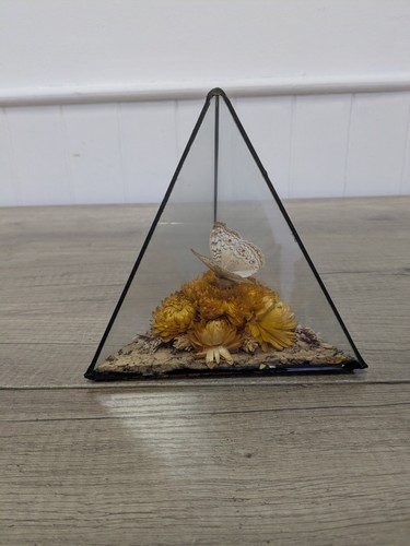 Vintage butterfly display - vintage,