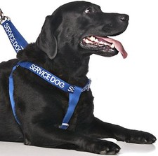 Non Pull Harness SERVICE DOG