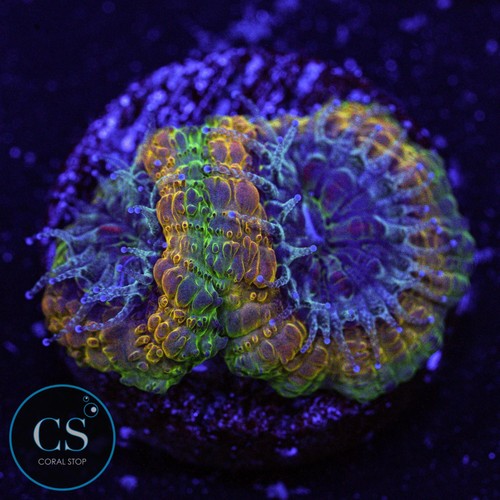 Mardi gras acan - acan, wysiwyg